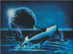 (image for) Orcas at Night